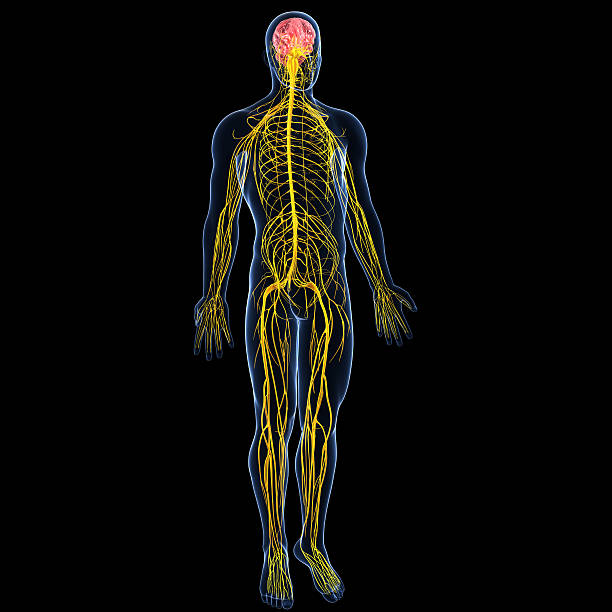 Nervous system Nervous system of male body anatomy with highlighted brain anatomy central nervous system photos stock pictures, royalty-free photos & images