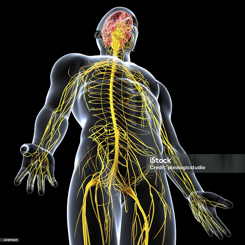 Nervous System Of Male Body Anatomy With Highlighted Brain Stock Photo -  Download Image Now - iStock