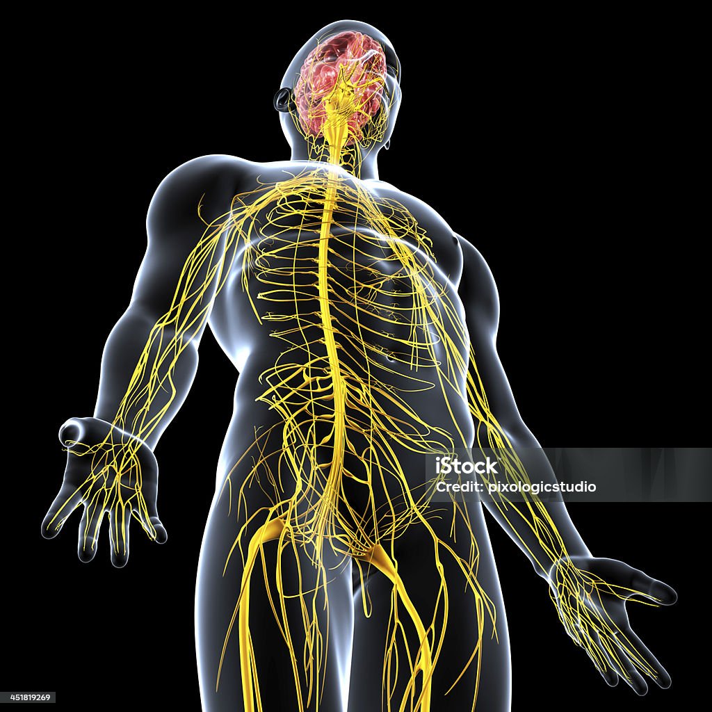 Nervous System Of Male Body Anatomy With Highlighted Brain Stock Photo - Download Image Now - iStock Nervous System Of Male Body Anatomy With Highlighted Brain Stock Photo - Download Image Now - iStock