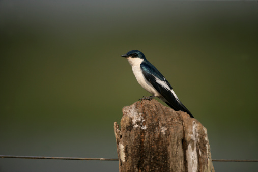 White-winged swallow, Tachycineta albiventer, single bird on post, Brazil