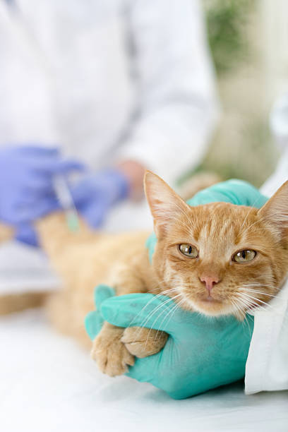istock veterinary giving  vaccine to the cat 451819623