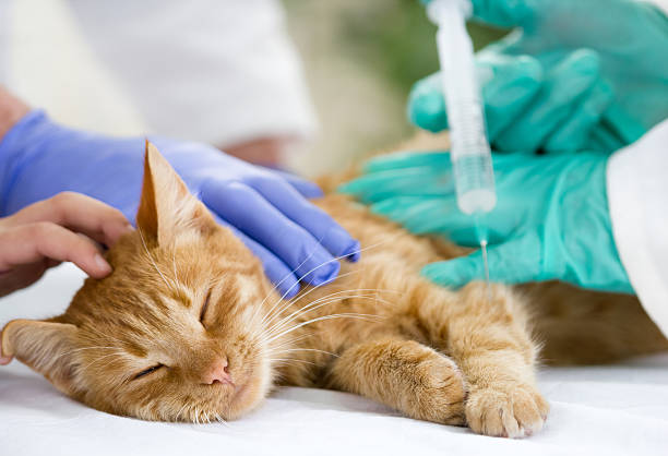 istock little cat on the table veterrinary giving vaccine 451819879