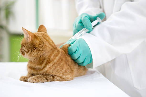 istock veterinary giving  vaccine to the cat 451819943