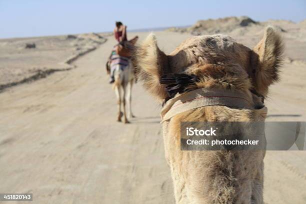 Siéntese En Los Camellos Foto de stock y más banco de imágenes de Camello - Camello, Hombres, Túnez - África del Norte