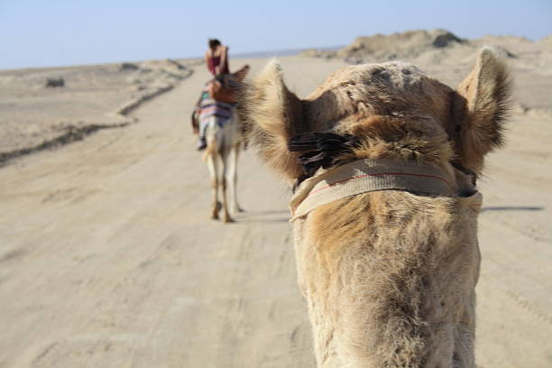 着席式で、キャメル - united arab emirates middle eastern ethnicity men camel ストックフォトと画像