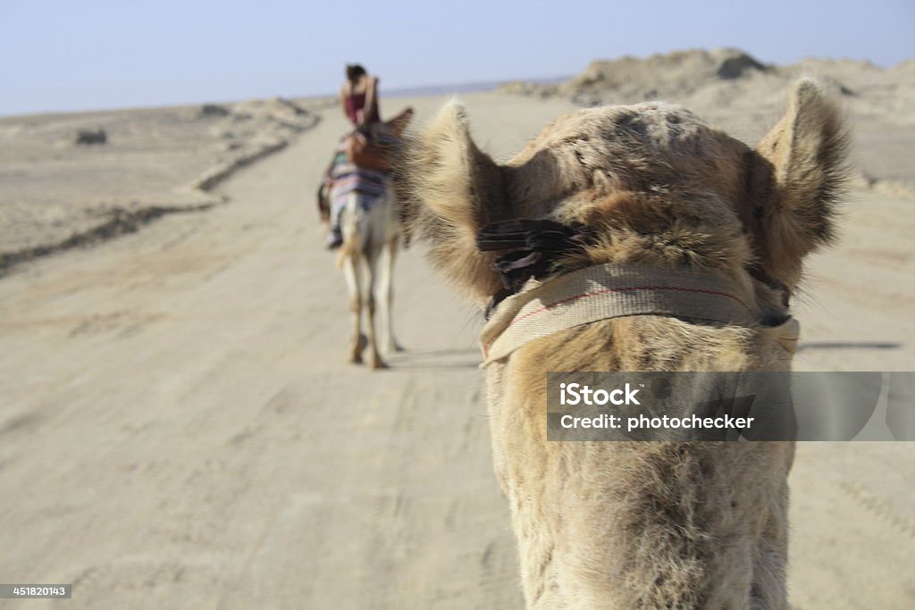 Sentar no Camelo - Royalty-free Camelo Foto de stock