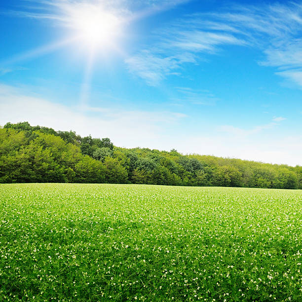 istock sunrise and  green field 451820797