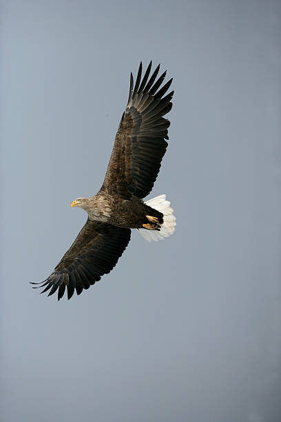 istock White-tailed sea-eagle, Haliaeetus albicilla 451823361