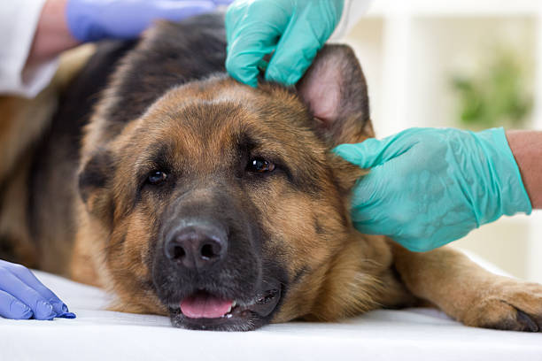 istock Vet checking the ears of a German Shepherd dog 451823479