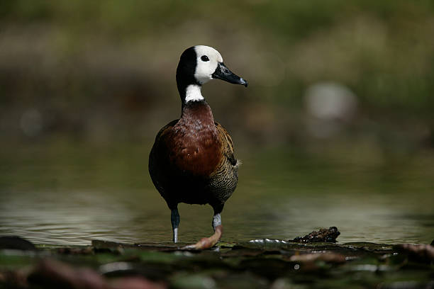 istock White-cheeked pintail, Anas bahamensis 451823501