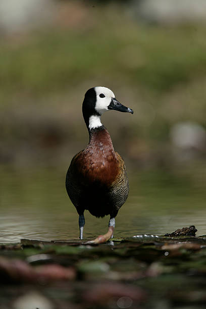 istock White-cheeked pintail, Anas bahamensis 451823513