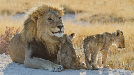 lion and lion cubs