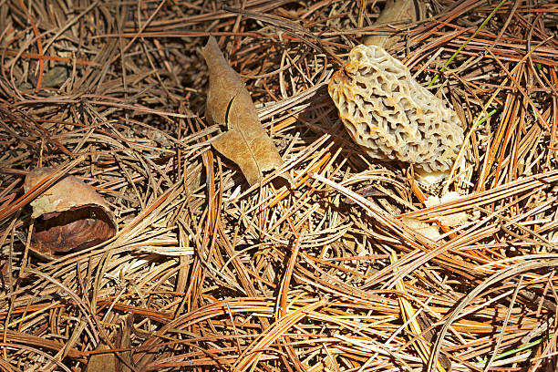istock Morel mushroom growing in pine needles 451828277