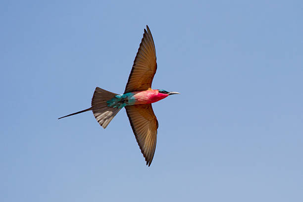 istock Scharlachspint, merops nubicus, carmine bee eater 451828641