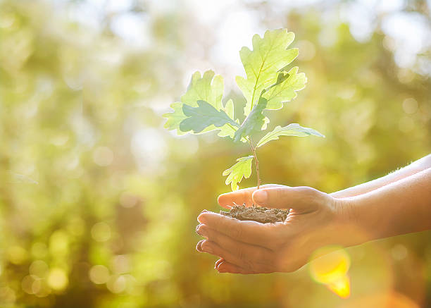 Young oak sapling tree being cradled in hands Oak sapling in hands. The leaves of rays of sunlight. sapling stock pictures, royalty-free photos & images