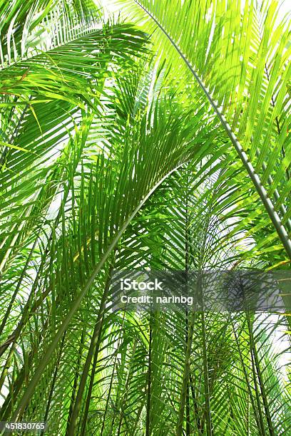 Nypa Palm Stock Photo - Download Image Now - Brown, Bunch, Bunch of Flowers