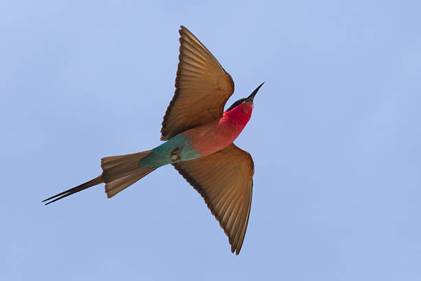 istock Scharlachspint, merops nubicus, carmine bee eater 451837079