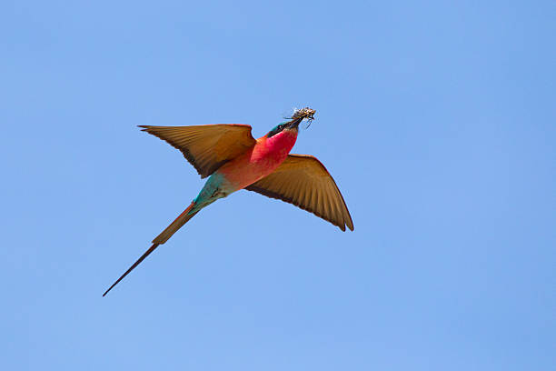istock Scharlachspint, merops nubicus, carmine bee eater 451837103