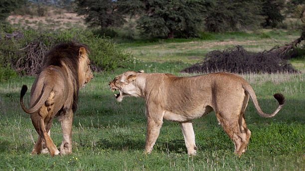 istock Loewe, Panthera leo, Lion 451843887