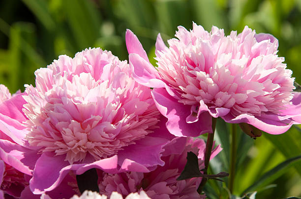 paeonia - luoyang ストックフォトと画像