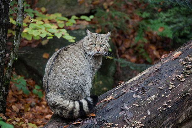 wildkatze, felis silvestris, gatto selvatico europeo - gatto selvatico foto e immagini stock