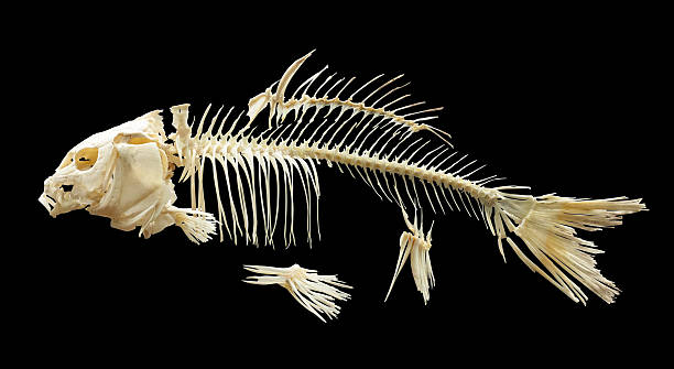 istock Skeleton of fish over black 451847311