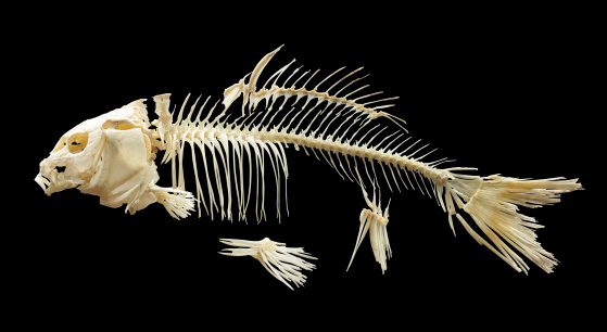 Skeleton of fish over black