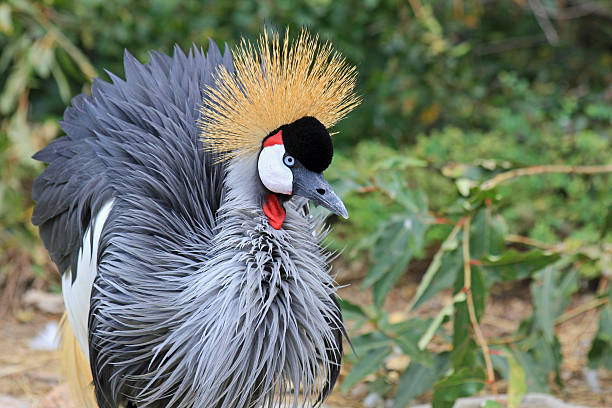 istock East African Crowned Crane close up 451853617