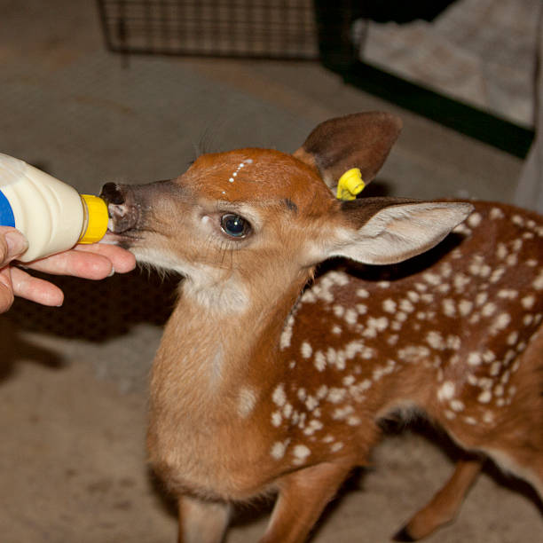 Bouteille de bébé Deer fédéral - Photo