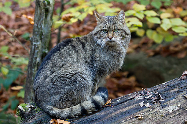 Wildcat, Felis silvestris, European Wildcat european wildcat , female, in autumn leaves european wildcat stock pictures, royalty-free photos & images
