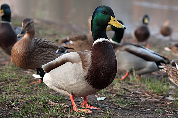 Mallard Duck. Many wild ducks on the street. stock photo