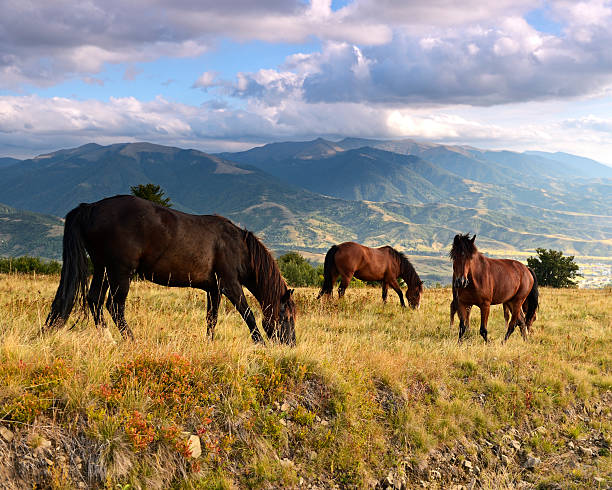 istock Carpathian horse on the farm 451855637