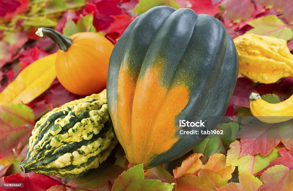 Herbst Kürbis - Lizenzfrei Acorn-Kürbis Stock-Foto