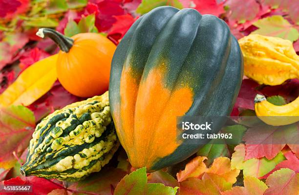 Herbst Kürbis Stockfoto und mehr Bilder von Acorn-Kürbis - Acorn-Kürbis, Ahorn, Blatt - Pflanzenbestandteile