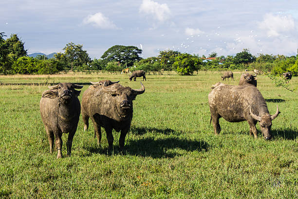 Masses Buffalo And The tilted in Grass Masses Buffalo And The tilted in Grass cattle egret photos stock pictures, royalty-free photos & images