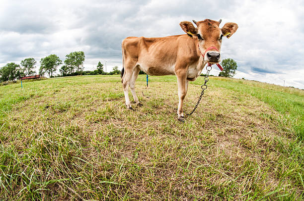 istock Jersey cow in the meadow 451856337