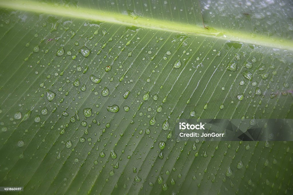 Green Palm Frond Macro With Water Droplets Drop Stock Photo