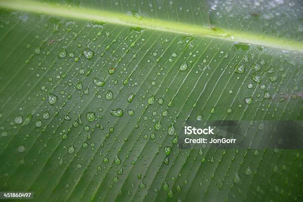 Green Palm Frond Macro With Water Droplets Stock Photo - Download Image Now - Drop, Frond, Green Color