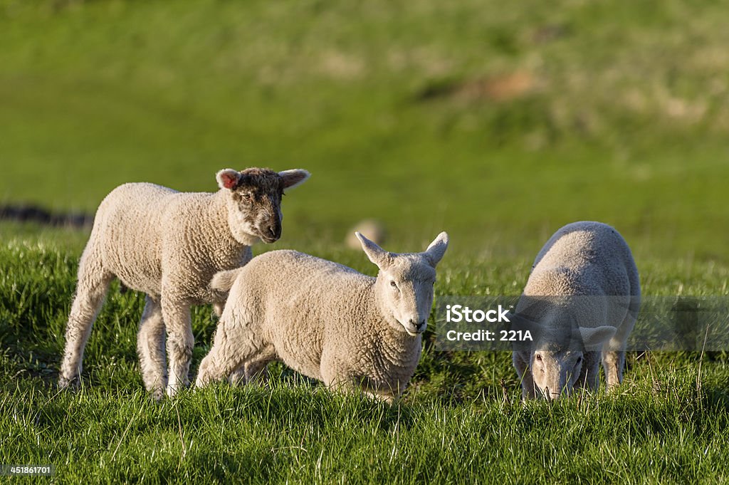 Angielskie Pojezierze: lambs Gra w wieczór Wiosna Światło słoneczne - Zbiór zdjęć royalty-free (Anglia)