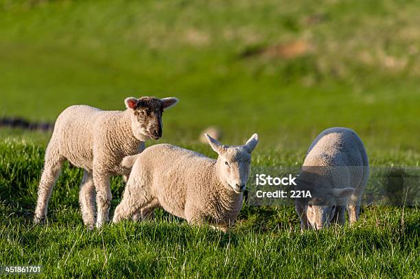 Angielskie Pojezierze Lambs Gra W Wieczór Wiosna Światło Słoneczne - zdjęcia stockowe i więcej obrazów Anglia