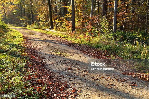 Licht Und Schatten Stockfoto und mehr Bilder von Baum - Baum, Blatt - Pflanzenbestandteile, Braun