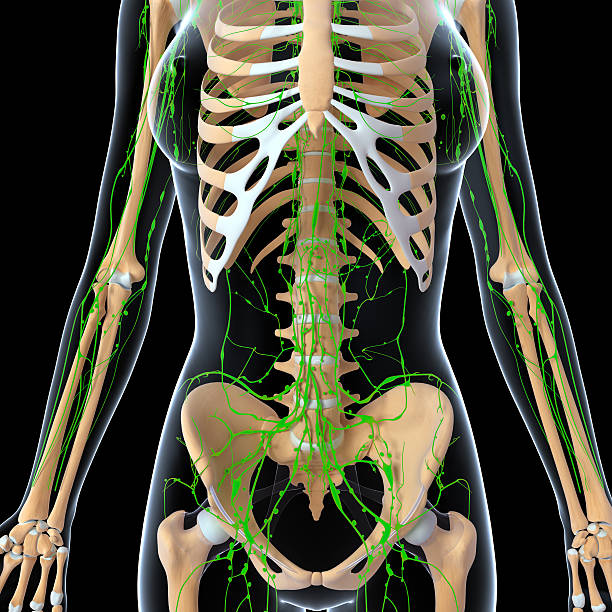istock Lymphatic system of female body anatomy 451865785