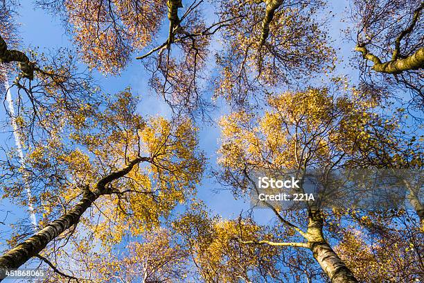 Distrito De Los Lagos De Inglaterra Birch Árboles Al Atardecer Foto de stock y más banco de imágenes de Abedul