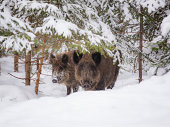 wild boar