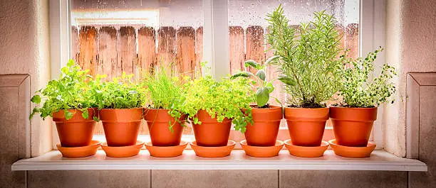 Variety of fresh herbs in terra cotta pots in a window sill.  2 shot pano