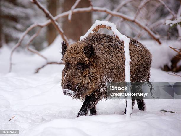 Wild Boar Stock Photo - Download Image Now - Agriculture, Animal, Animal Body Part