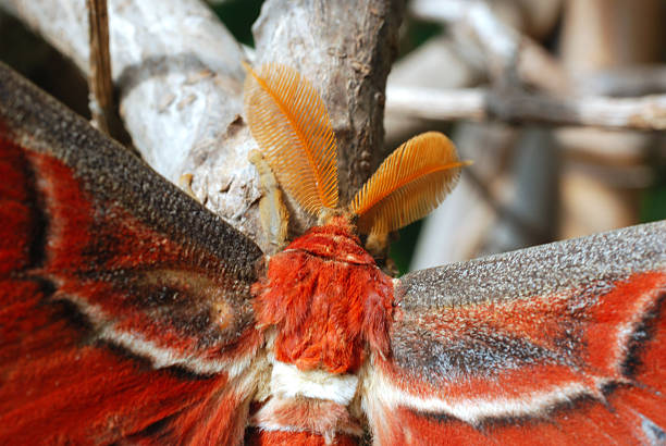 Detail of Attacus atlas butterfly, moth