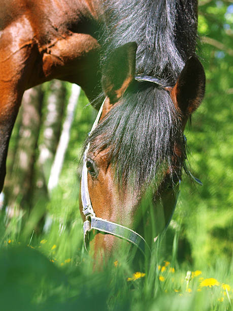 istock grazing bay horse 451877581