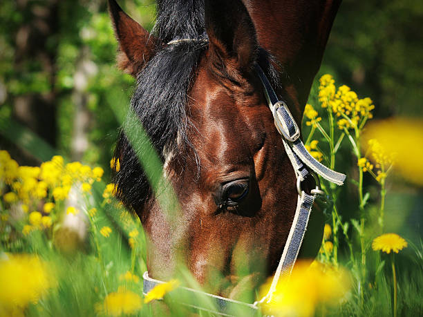 istock grazing bay horse. close up 451877589