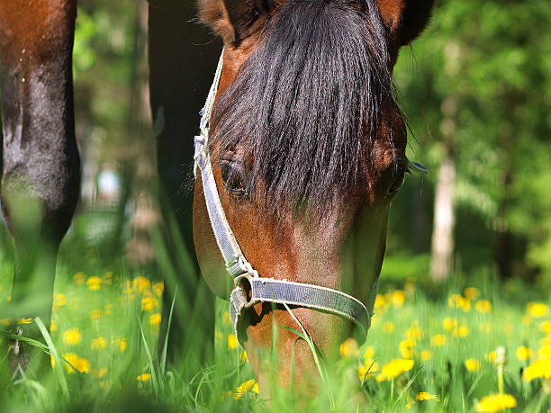 istock grazing bay horse 451877599